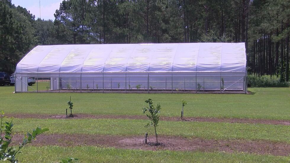 The GA Citrus Association is working on getting a packaging shed in Southwest Georgia....