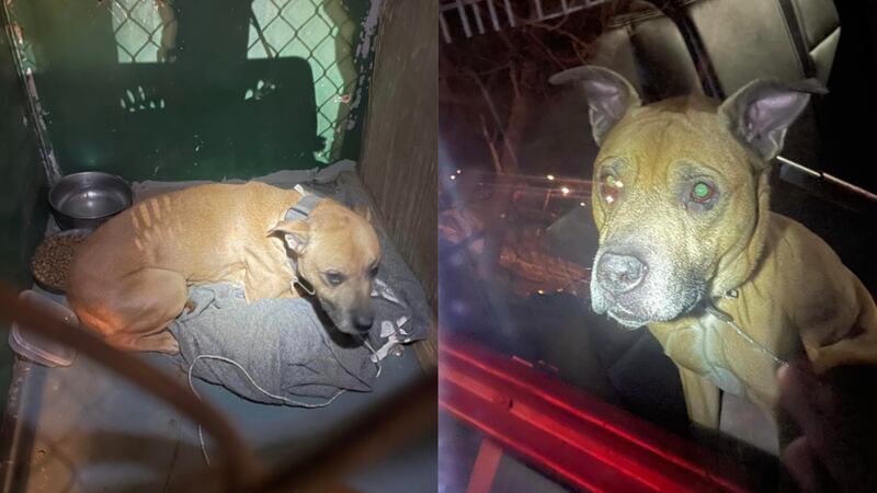 Police in Maine are searching for the owner of a dog that was found abandoned in a vacant home.