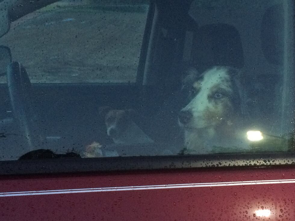 The family's two dogs were found alive in the rubble. (Source: WALB)