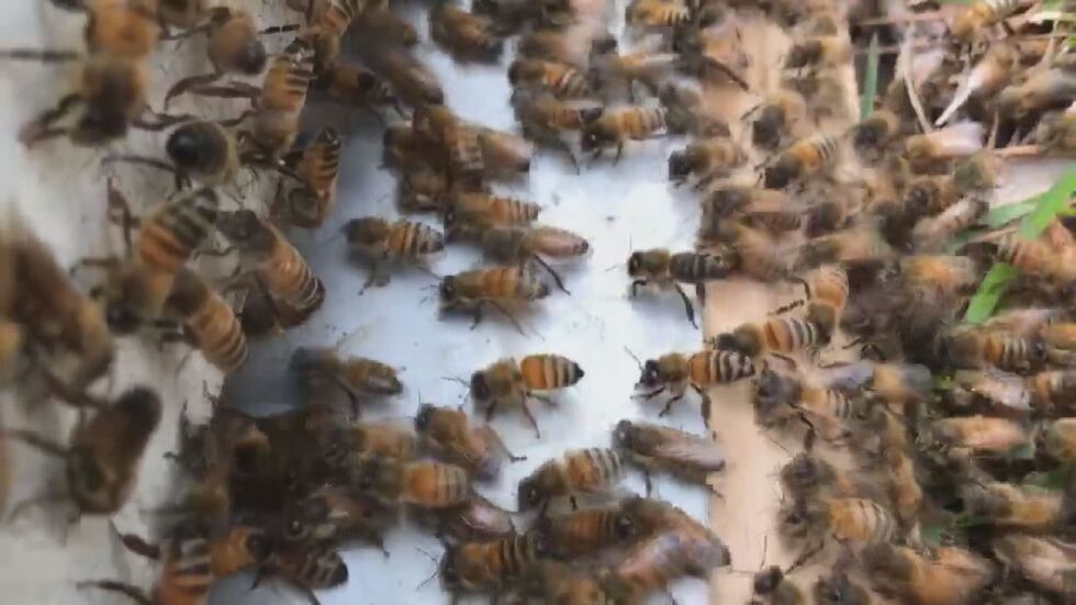 Bees buzzing (Source: WALB)