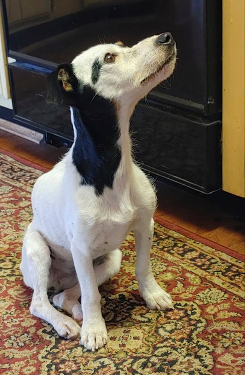 This image provided by Dana Holby shows her Jack Russell terrier Finney on Tuesday, Oct. 31,...