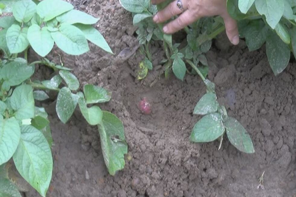 Potatoes are just one of the many crops Quarterman grows