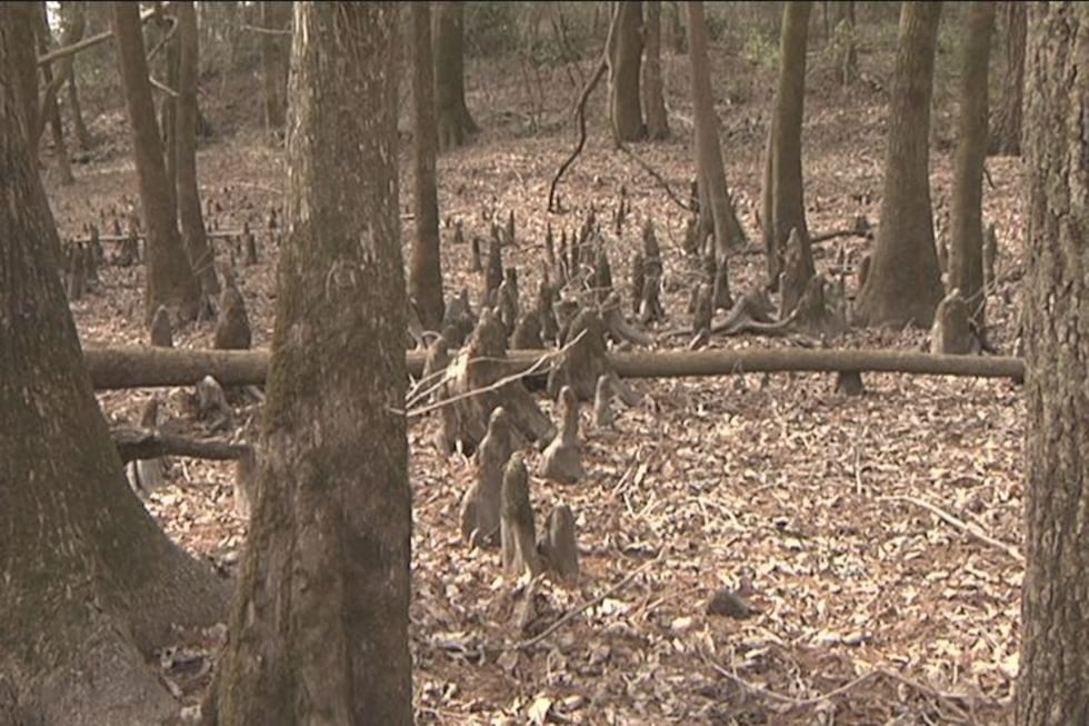 Cypress "knees" used to stand in water, not leaves.