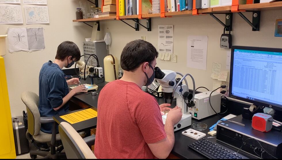 VSU's Mosquito Surveillance program.