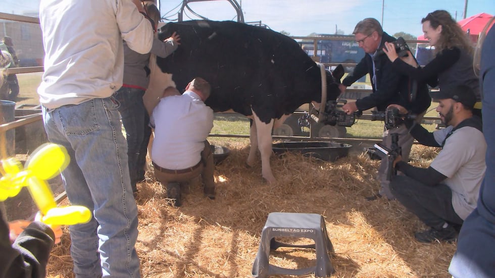 This cow is one of the biggest the expo had on Tuesday.