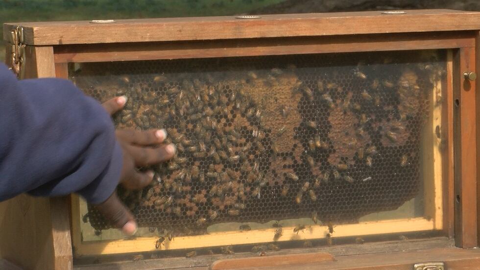 Tymije Brown said he loves his new job as a beekeeper.