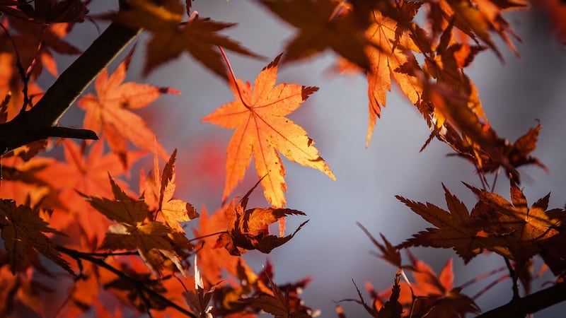 Autumn has officially started in September with plenty of changes in the air. (Source: Pixabay)