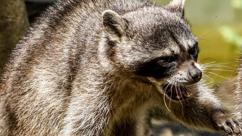Raccoon