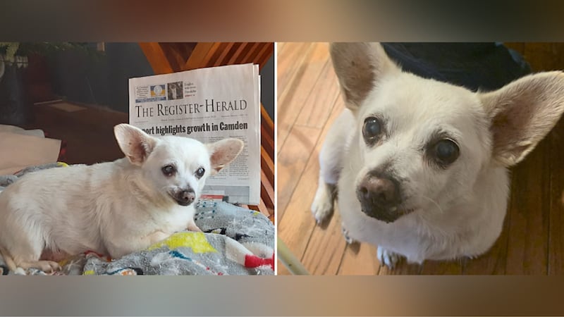 Spike, a 23-year-old chihuahua mix from Ohio, has been named the world's oldest living dog.